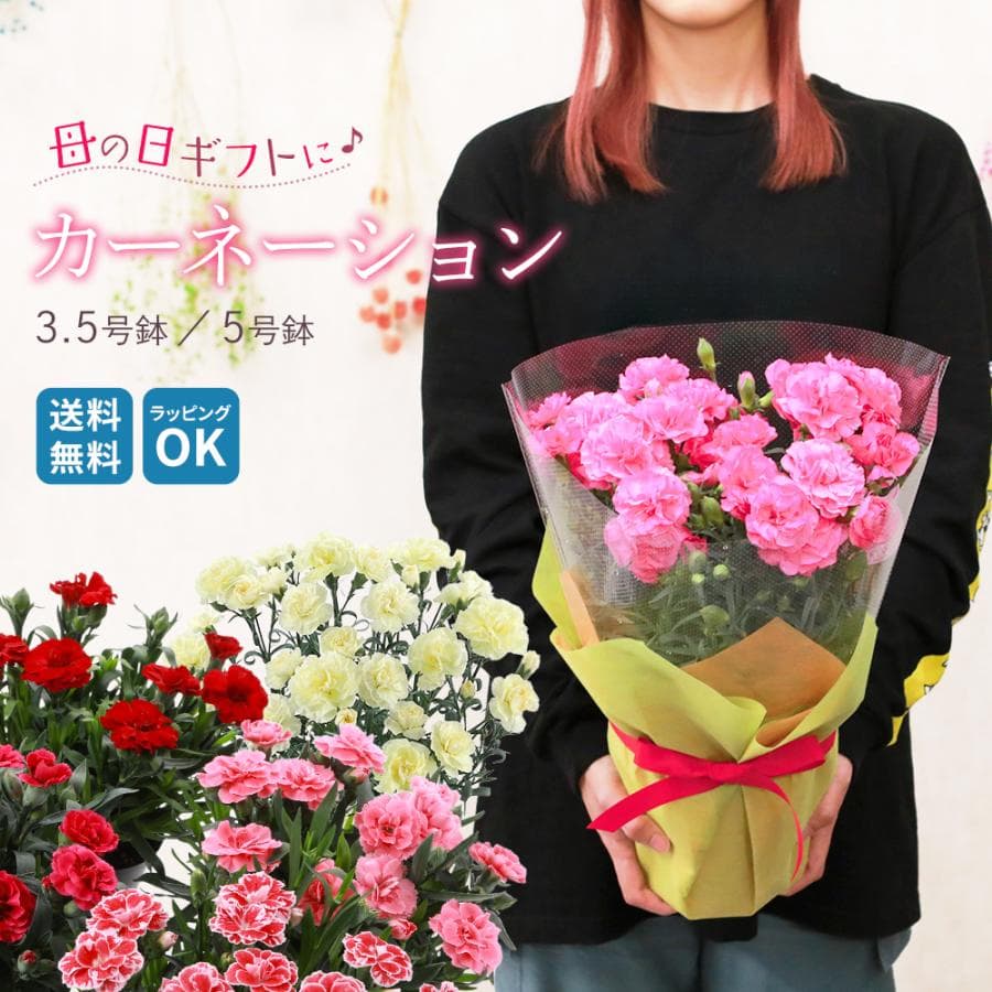 セール中 送料無料 生産直送 カーネーション 鉢植え 3.5号・5号鉢サイズ レッド系・ピンク系　fw-3 プレゼント 観賞用 フラワーギフト 小さめ ミニサイズ